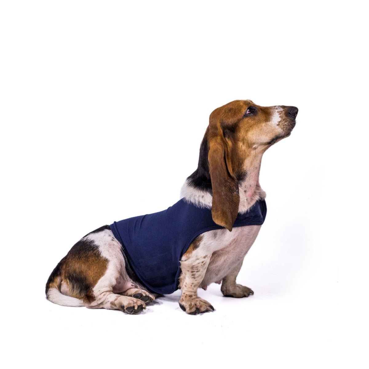 dog anxiety shirt
